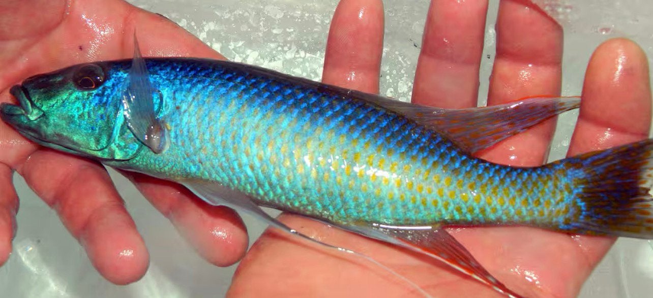 Champsochromis caeruleus – 2M / 3V (Malawi Trout), Dieren en Toebehoren, Vissen | Aquariumvissen