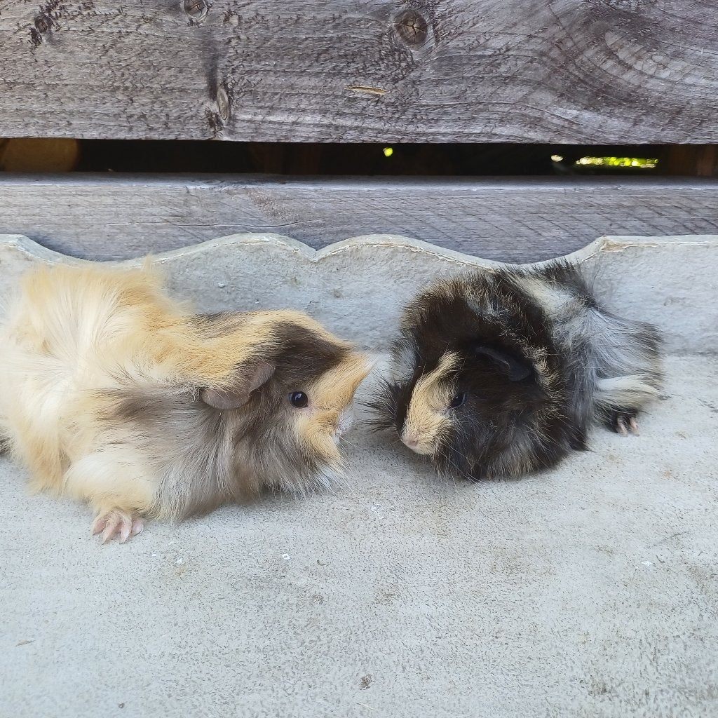 Koppel langharige cavias peruvians, Dieren en Toebehoren, Juni, Cavia