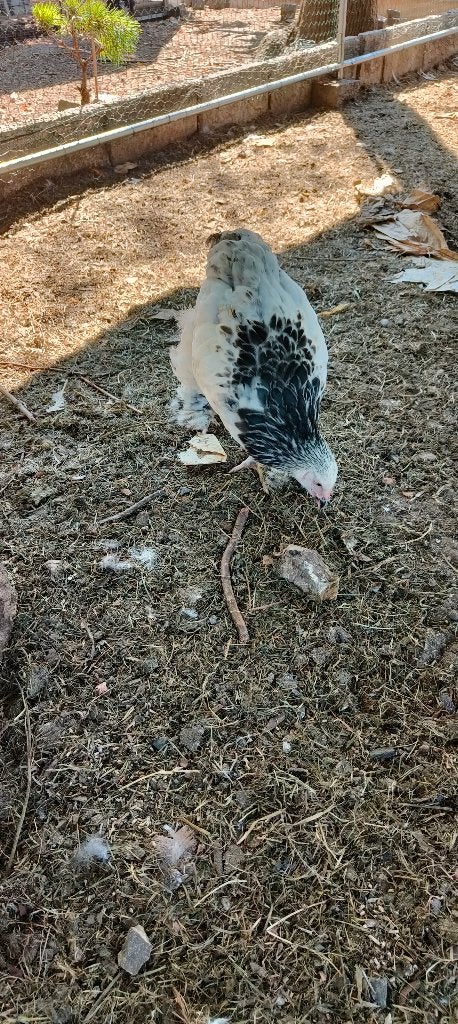 21 Hanen, Animaux & Accessoires, Volatiles, Poule ou poulet, Mâle