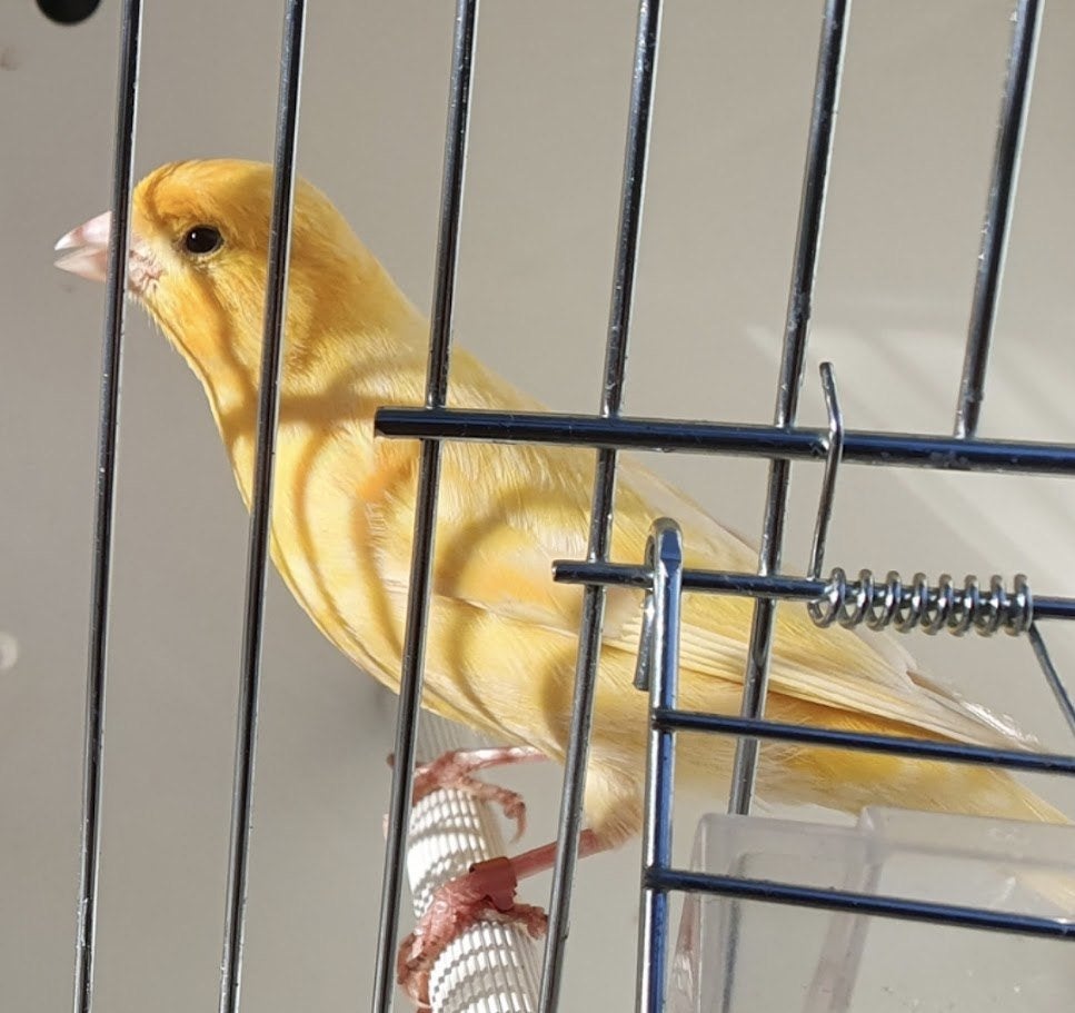 Kanaries goede fluiters gele en gevlekte, Dieren en Toebehoren