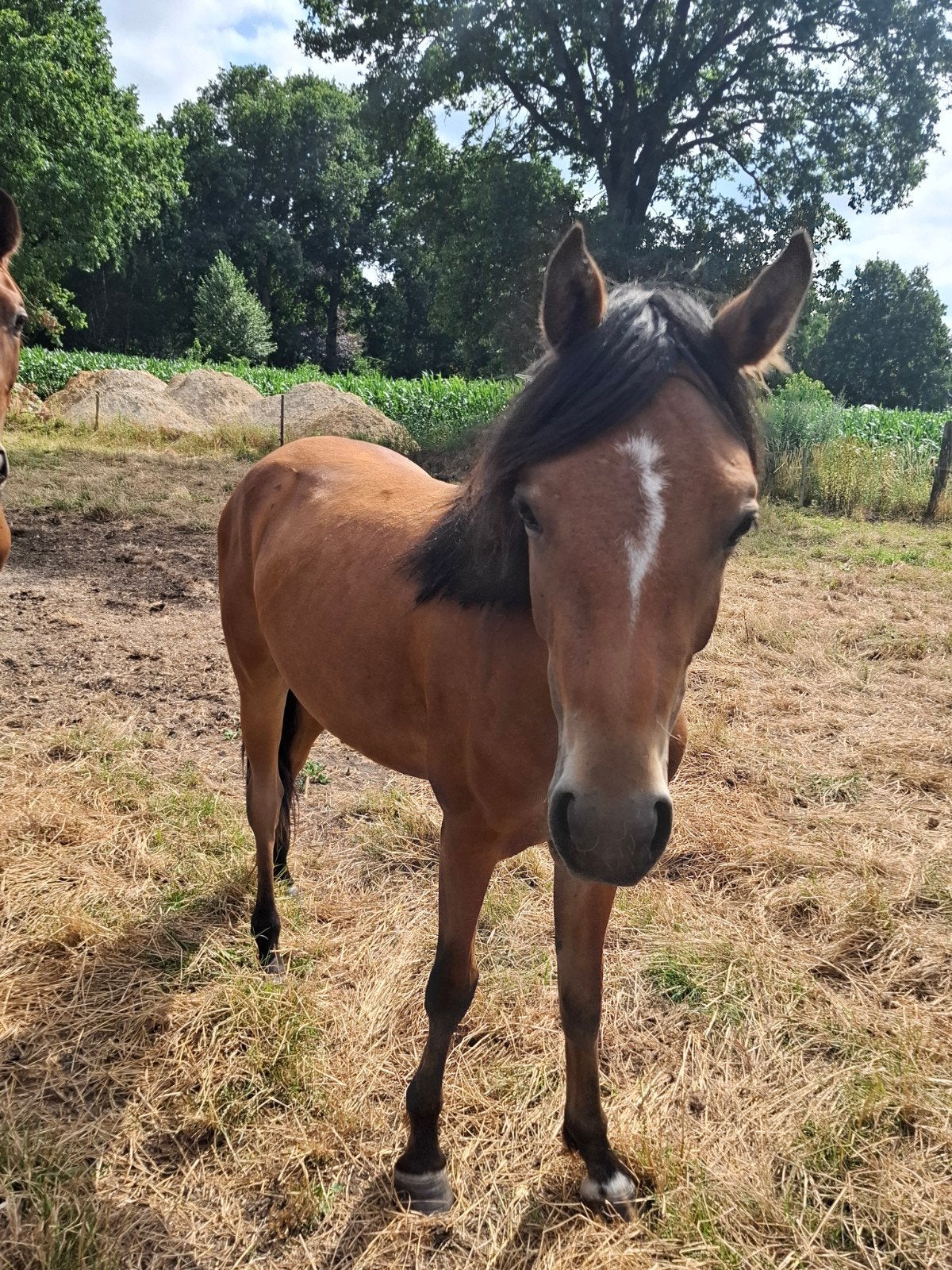 Un poney D de 2 ans !, Animaux & Accessoires, Chevaux, Jument