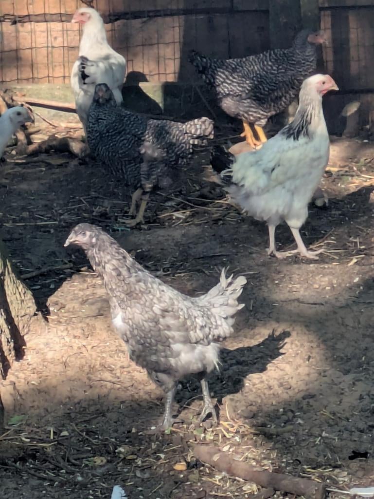 Bleu de landen legkippen, Dieren en Toebehoren