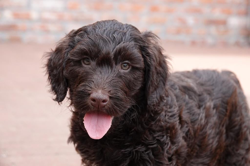 Prachtige mini Labradoodle pup met stamboom, Dieren en Toebehoren, Honden | Retrievers, Spaniëls en Waterhonden, Reu, Overige rassen