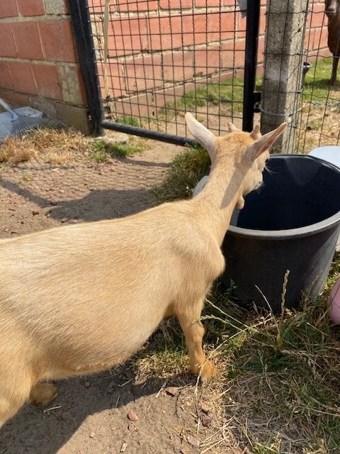 Camel Mieke, Dieren en Toebehoren, Vrouwelijk, Geit, 0 tot 2 jaar