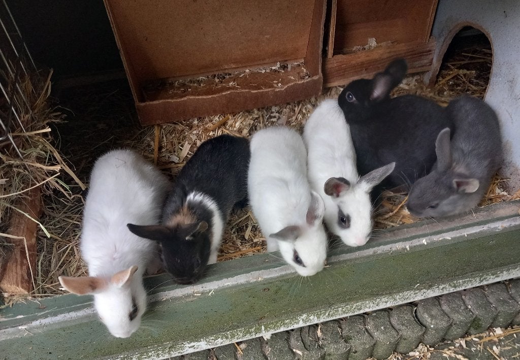 Dwergkonijnen, Dieren en Toebehoren, Meerdere dieren, Dwerg
