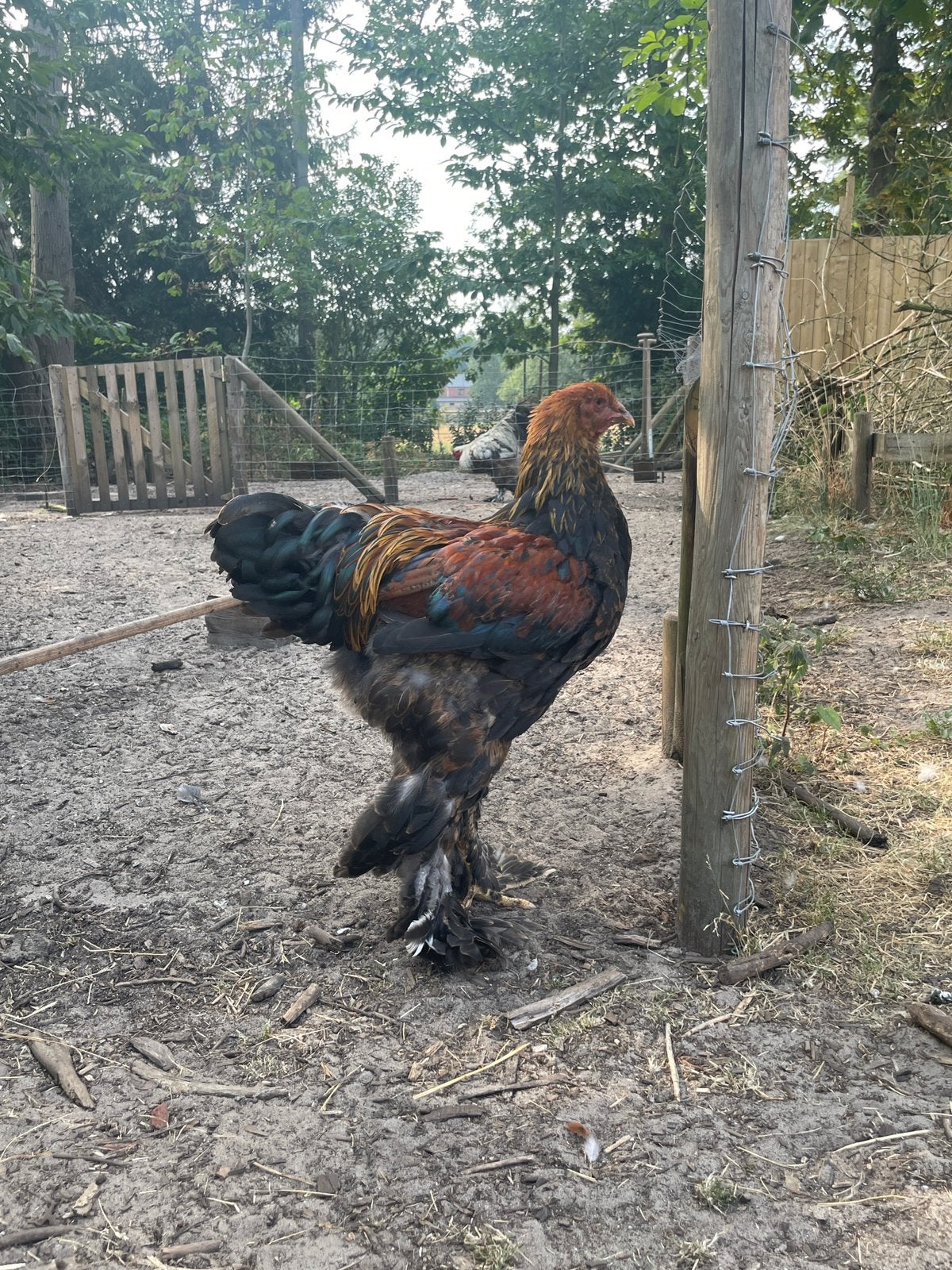 Brahma meerzomigpatrijs, Mâle, Poule ou poulet