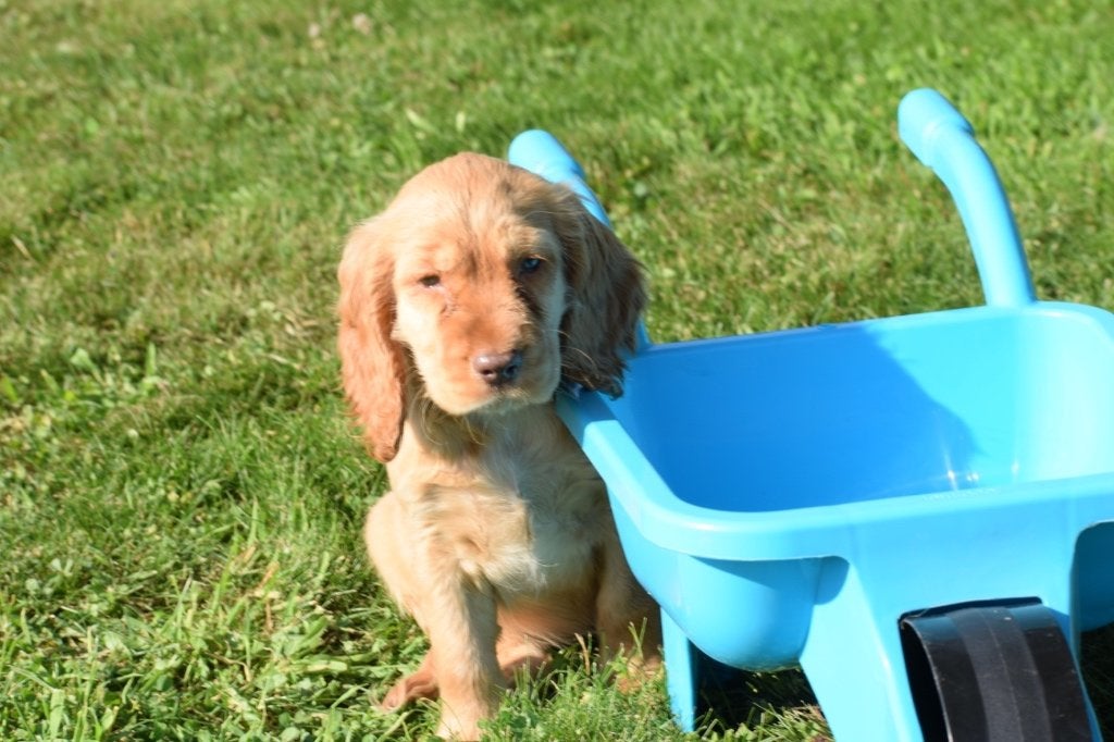 Engelse cocker spaniel pups, België, 8 tot 15 weken, Meerdere, Meerdere dieren