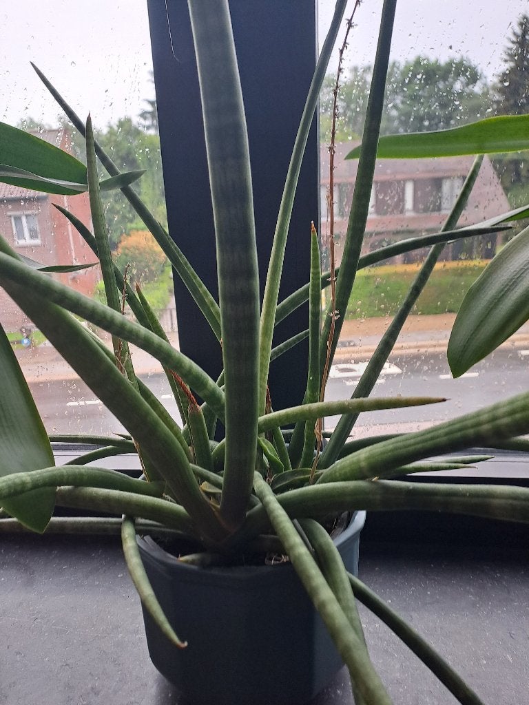 Sansevieria velvet touch, Huis en Inrichting, Kamerplanten, Ophalen, Vetplant, Halfschaduw, In pot