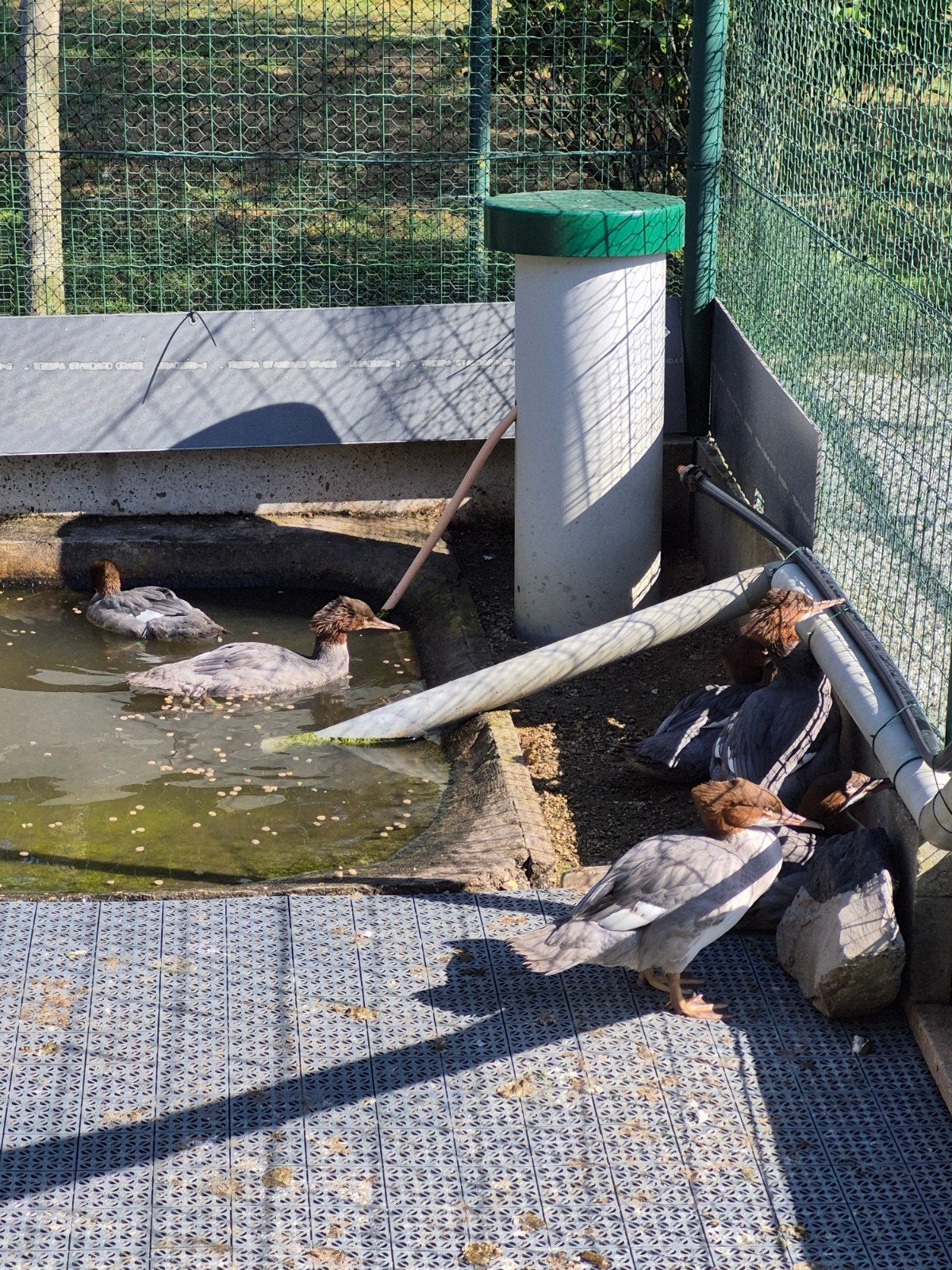 Grote zaagbekken zoeken nieuwe thuis, Dieren en Toebehoren, Pluimvee