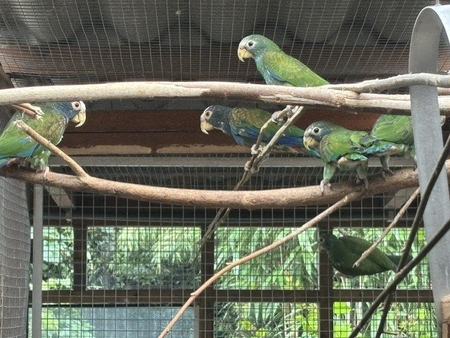 Pionus Witkop, Dieren en Toebehoren, Vogels | Parkieten en Papegaaien, Meerdere dieren, Papegaai, Geringd