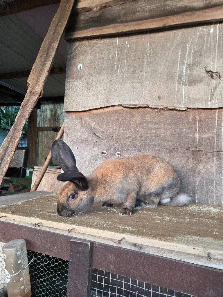 Reuzevlinder, Lotharinger, Dieren en Toebehoren, Mannelijk, Groot, 0 tot 2 jaar