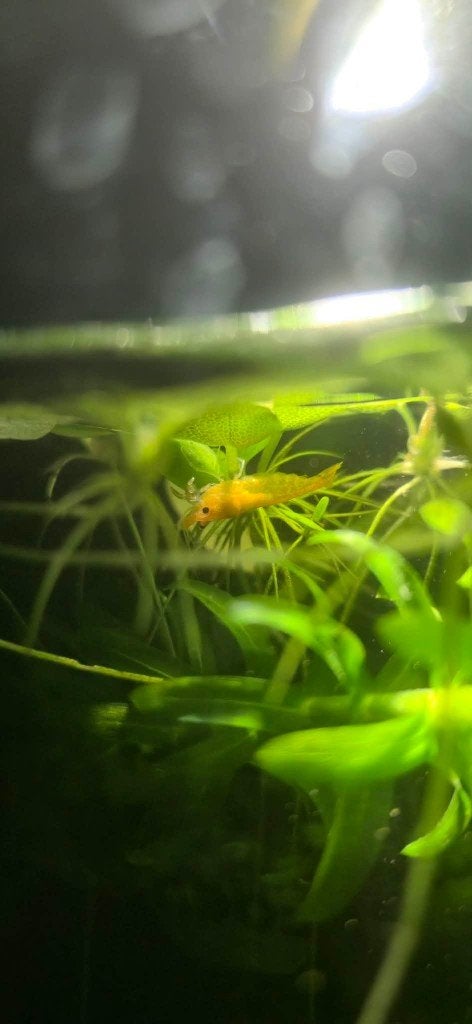 Orange Sakura garnaal (Neocaridina), Dieren en Toebehoren, Vissen | Aquariumvissen, Kreeft, Krab of Garnaal, Zoetwatervis, Schoolvis