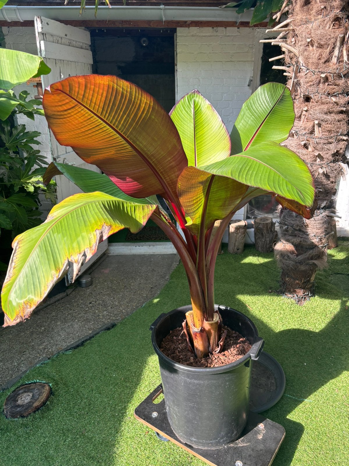 Rode bananenplant, Ophalen, Bloeit niet, Volle zon