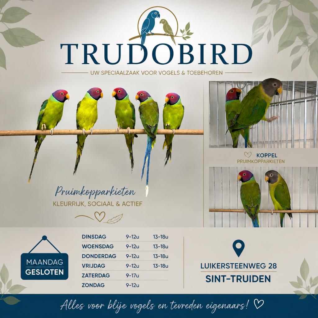 Perruches à tête de prune, Animaux & Accessoires, Oiseaux | Perruches & Perroquets, Perruche, Plusieurs animaux, Bagué
