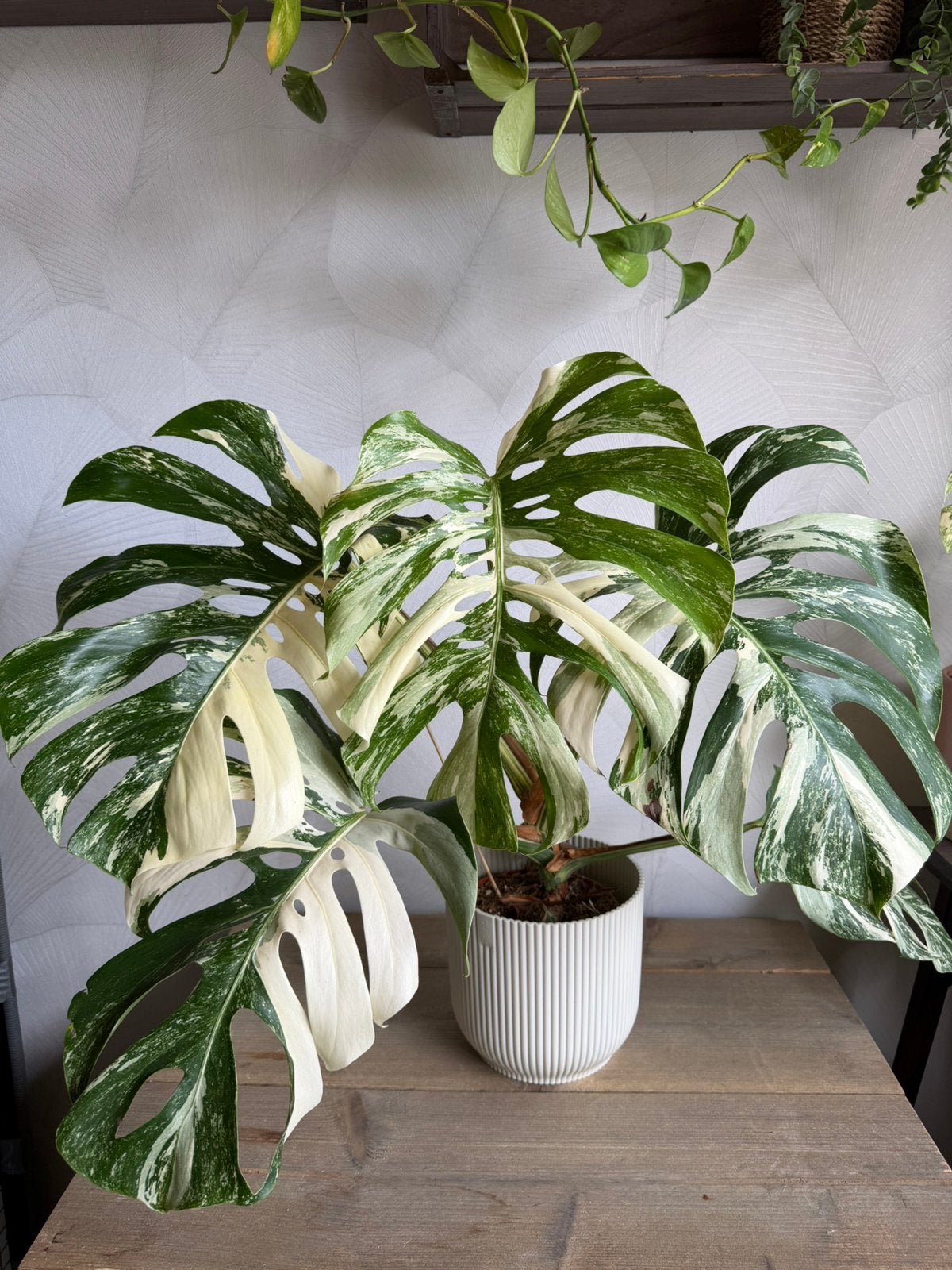 XL Monstera Albo Variegata, Huis en Inrichting, Ophalen