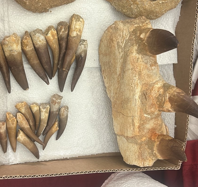 Lot de Dent de plésiosaure et machoire mausasurus, Collections, Enlèvement ou Envoi, Fossile
