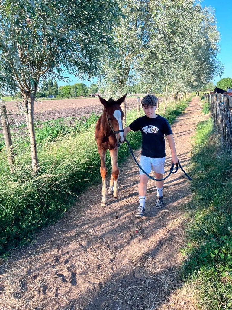 Super braaf dressuur veulen hengst, Dieren en Toebehoren, Paarden, Met stamboom, Dressuurpaard, 0 tot 2 jaar, Hengst