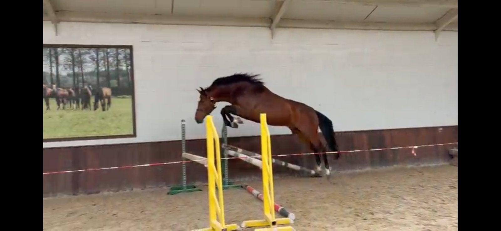 5-jarige merrie, Dieren en Toebehoren, Paarden, Merrie, Springpaard, Met stamboom, 3 tot 6 jaar