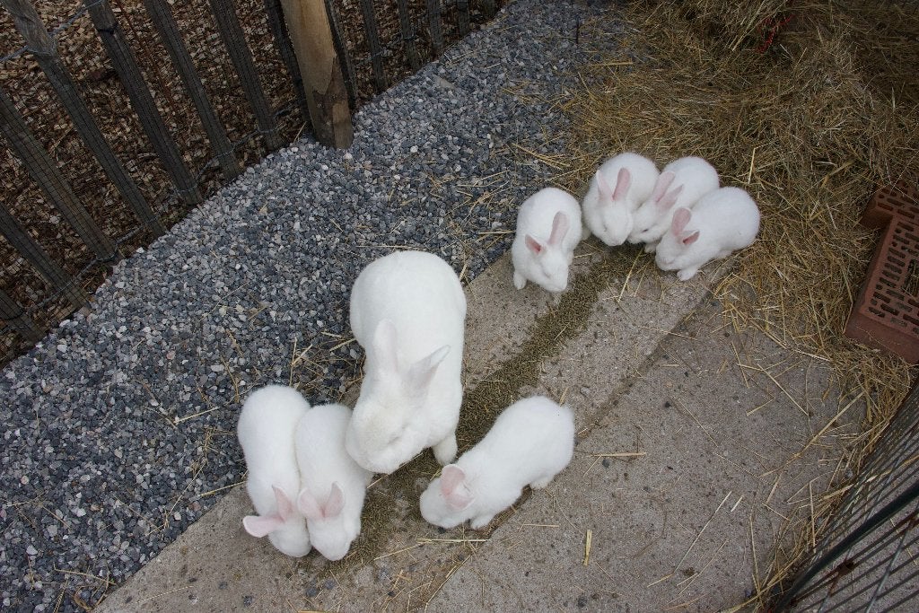 Witte Wener, Dieren en Toebehoren, Geslacht onbekend, Middelgroot, 0 tot 2 jaar