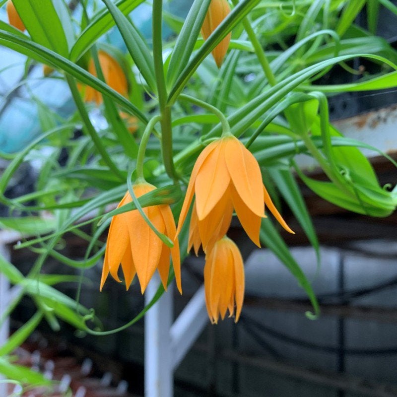15 Zaden Gloriosa modesta – Oranje Klimlelie / Verzamelplant, Tuin en Terras, Ophalen