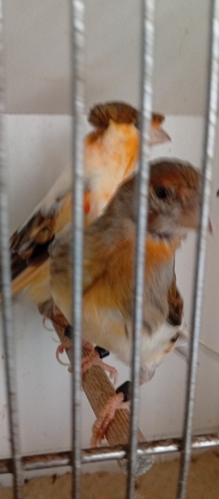 Couple canaris arlequin rouge 2026, Animaux & Accessoires, Plusieurs animaux, Canari chanteur