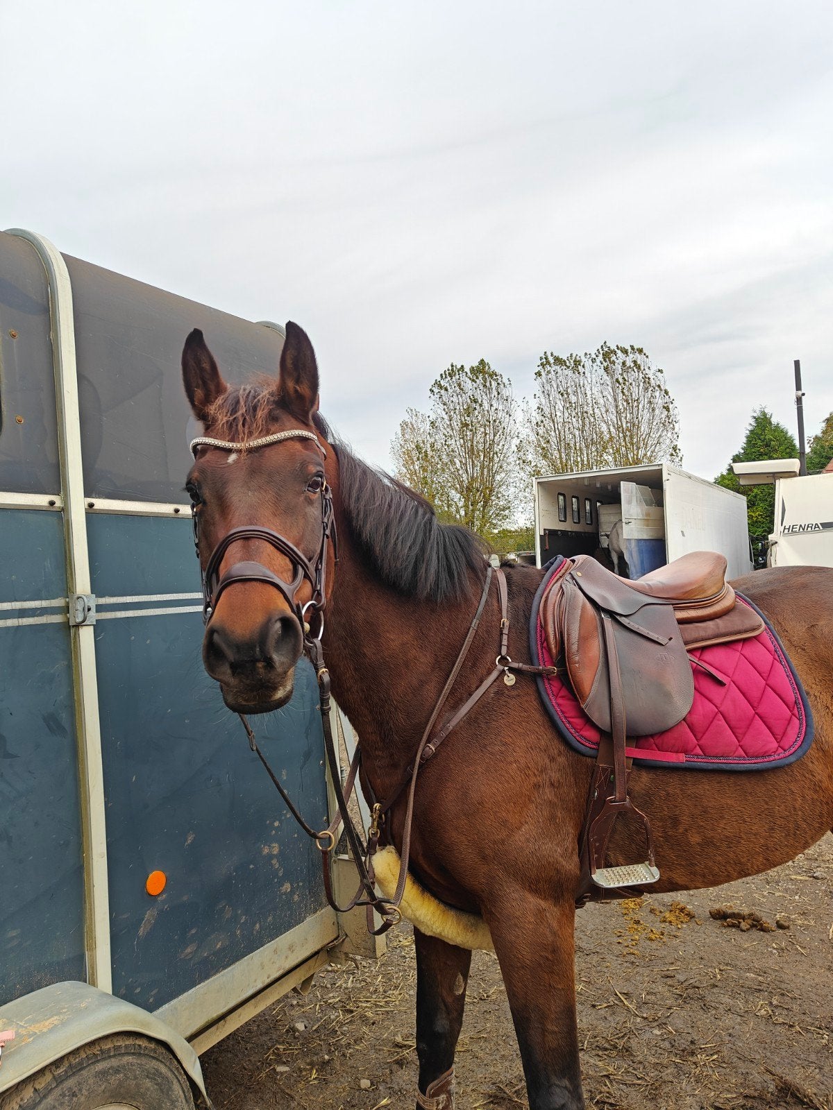 2 halve stallen, Dieren en Toebehoren, Merrie