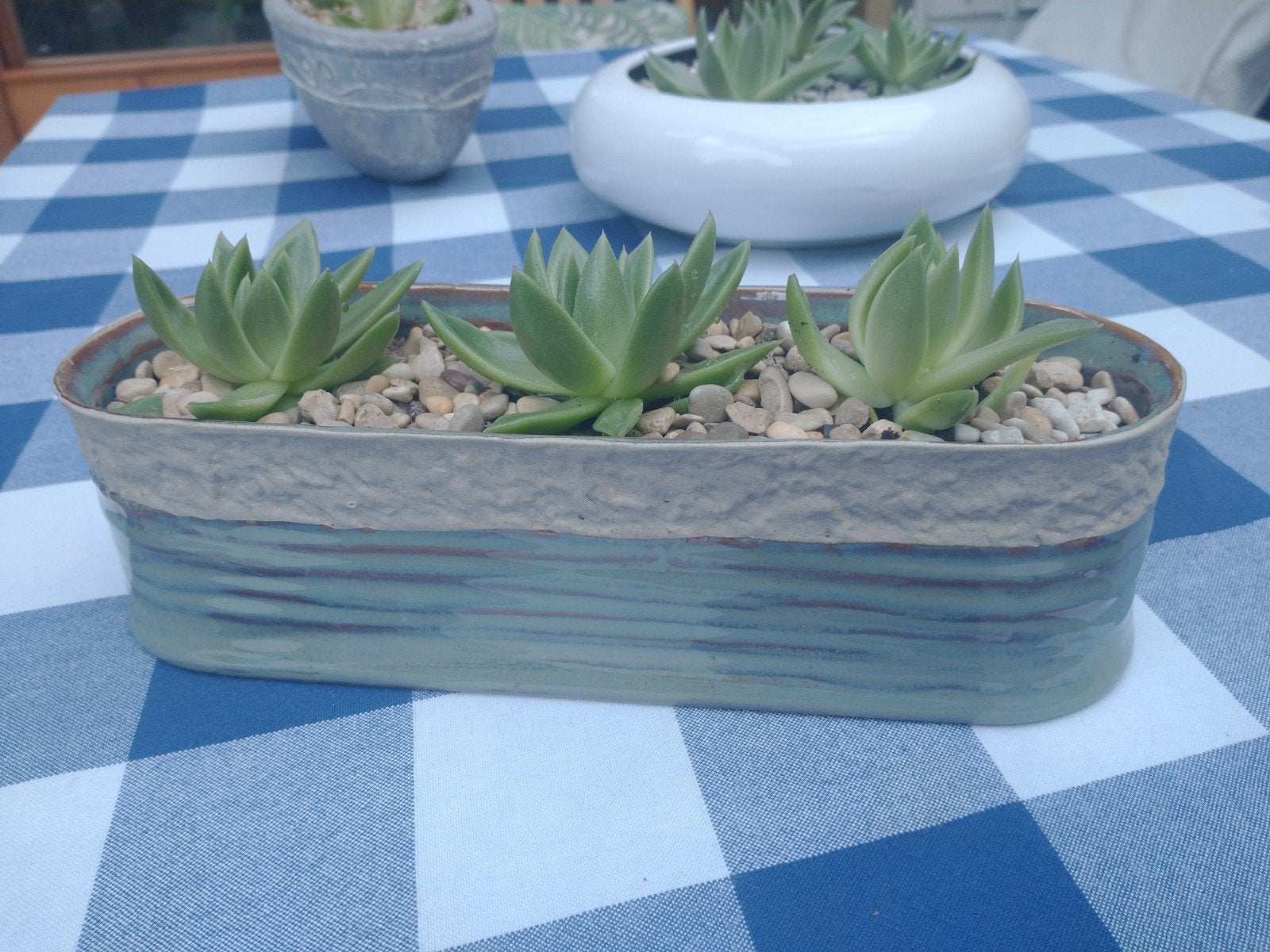 Jonge echeveria planten in sierschaal, Enlèvement