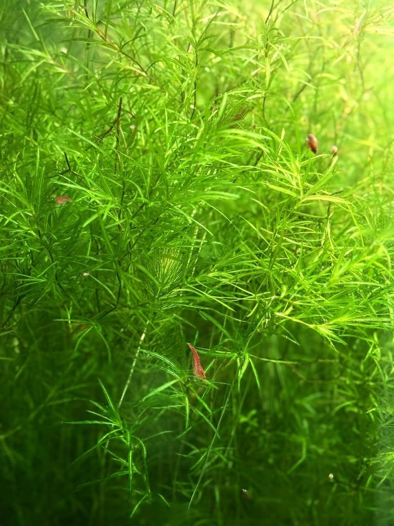 Guppygras, Dieren en Toebehoren, Ophalen