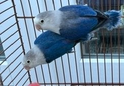 Agapornis koppel, Dieren en Toebehoren, Meerdere dieren, Dwergpapegaai of Agapornis, Geringd