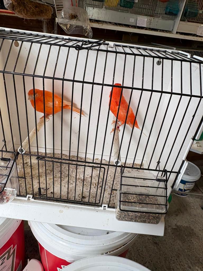 Koppel rode kanaries, Dieren en Toebehoren