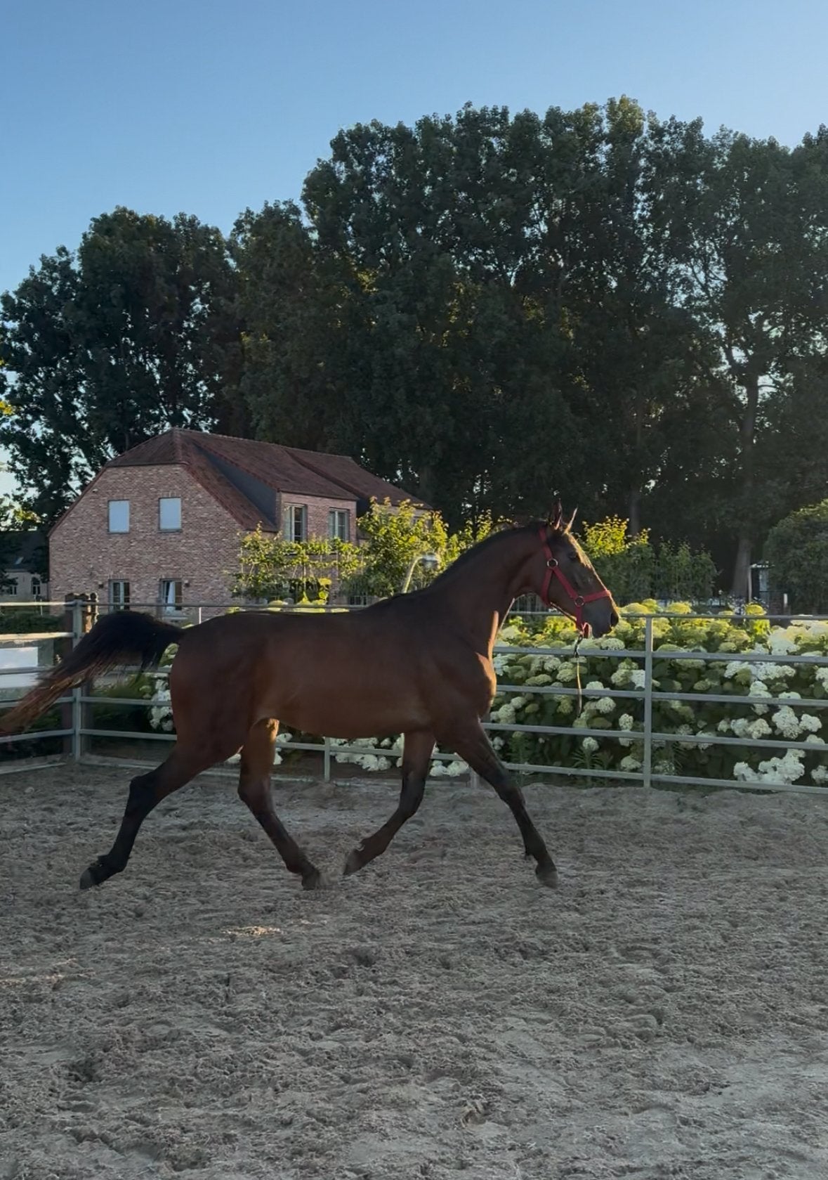 2jarig spring paard., Ruin, Z