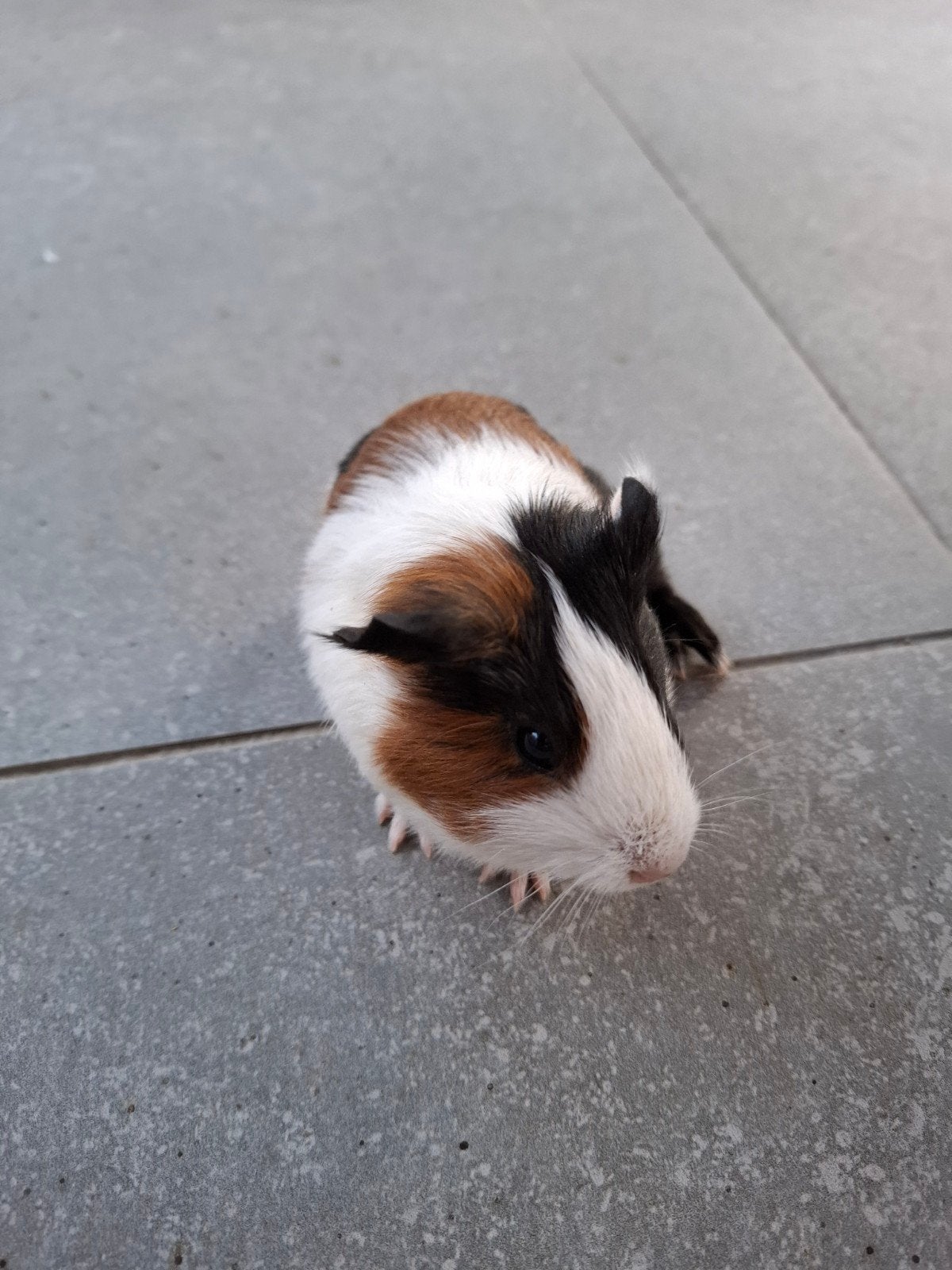 Cavia beertje, Juli, Mannelijk, Cavia
