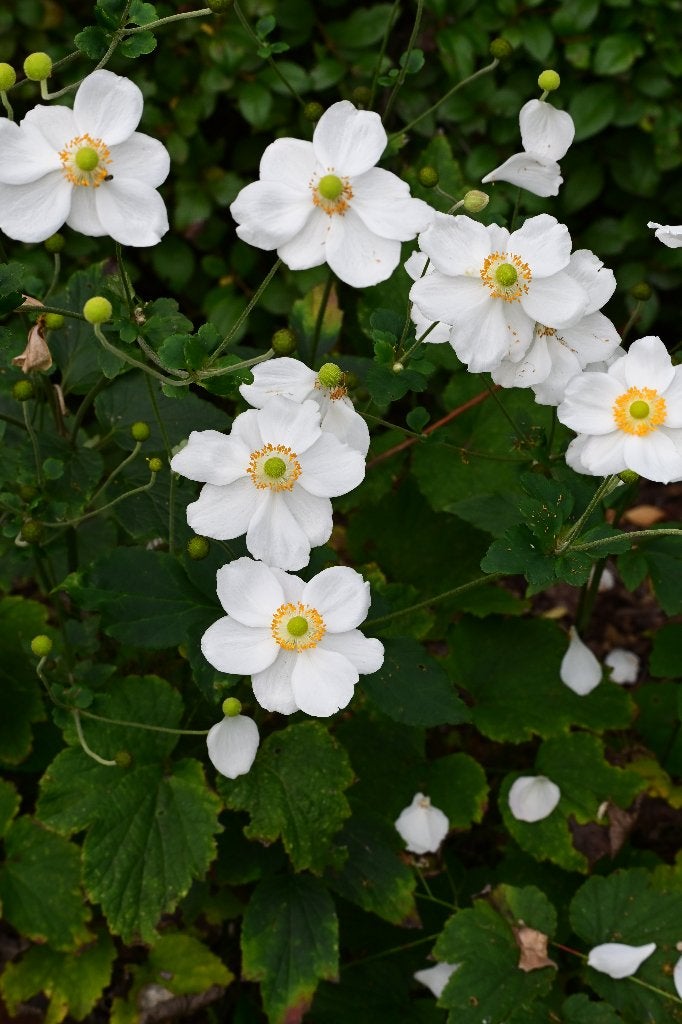 Anemone Whirlwind P9, Tuin en Terras, Volle zon, Vaste plant, Zomer, Ophalen