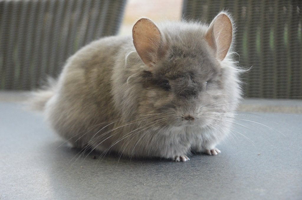chinchilla violet Angora vrouwtje, Animaux & Accessoires, Rongeurs, Femelle, Chinchilla, Avril, Domestique