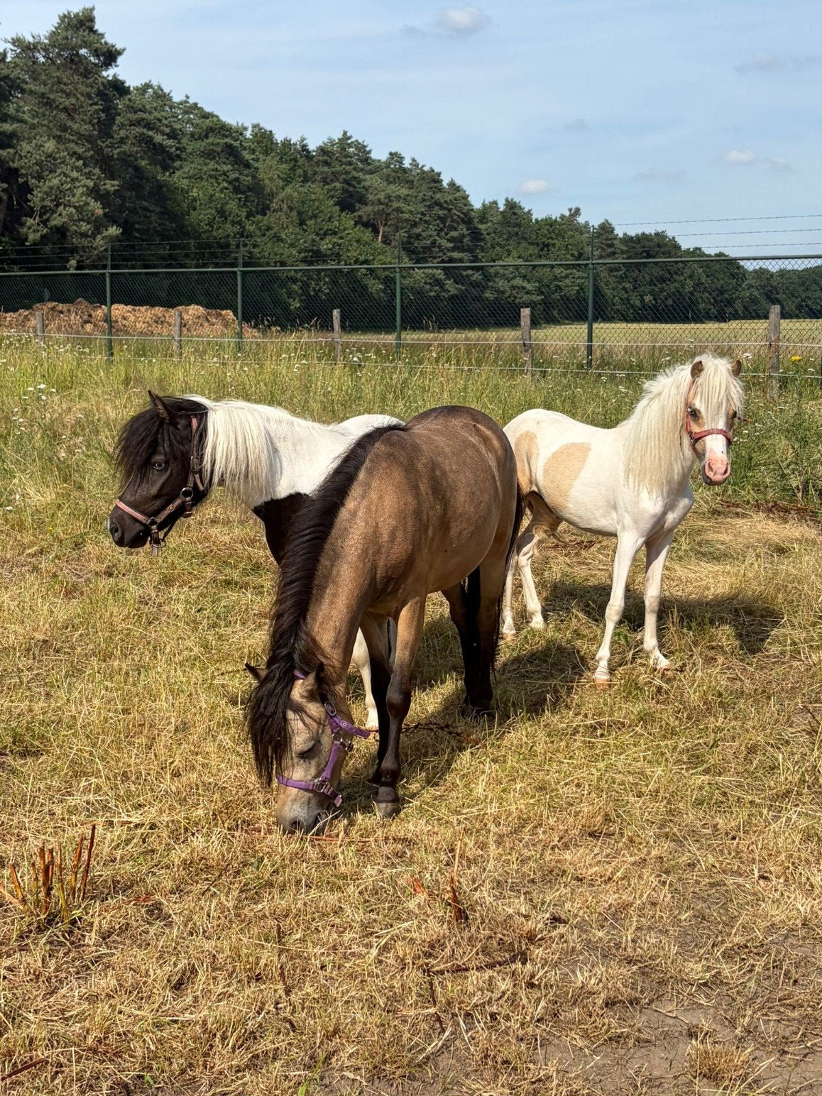 2 x nmprs ponys, Dieren en Toebehoren, Pony's, Merrie