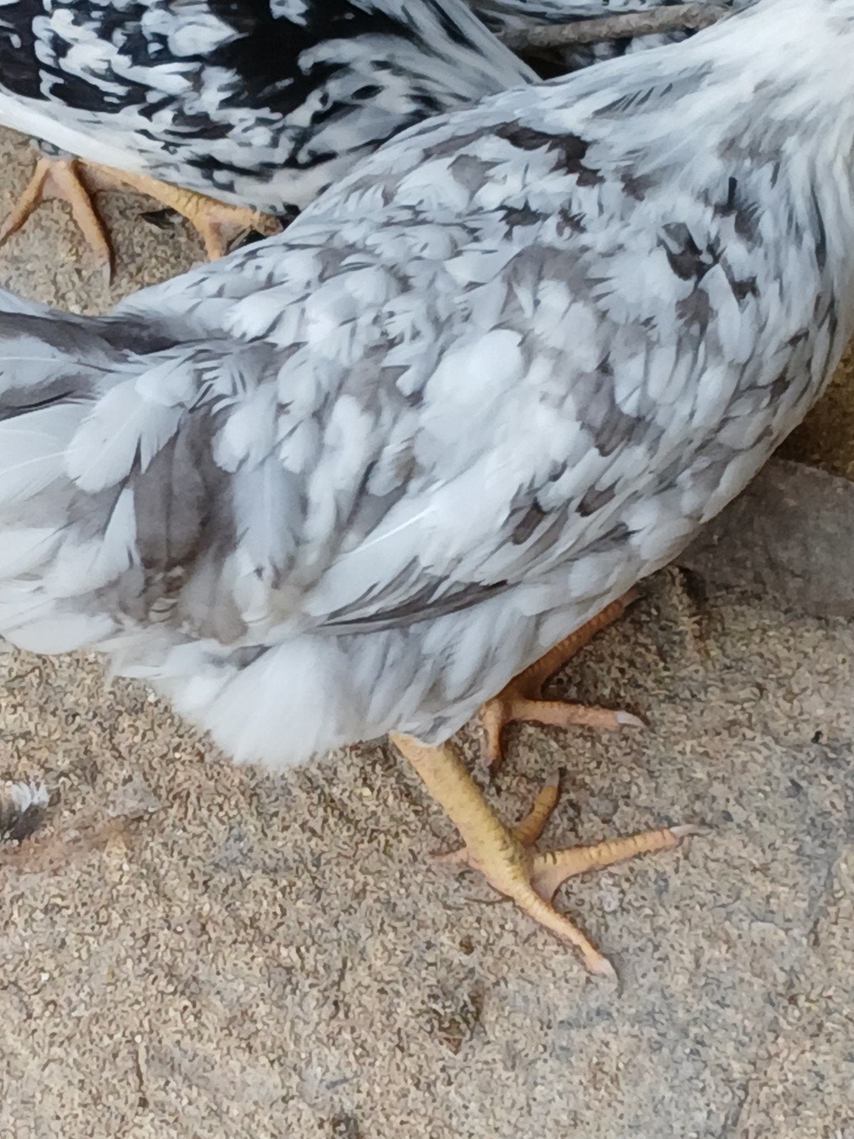 Blauwbonte leghorn hen, Dieren en Toebehoren, Vrouwelijk, Kip