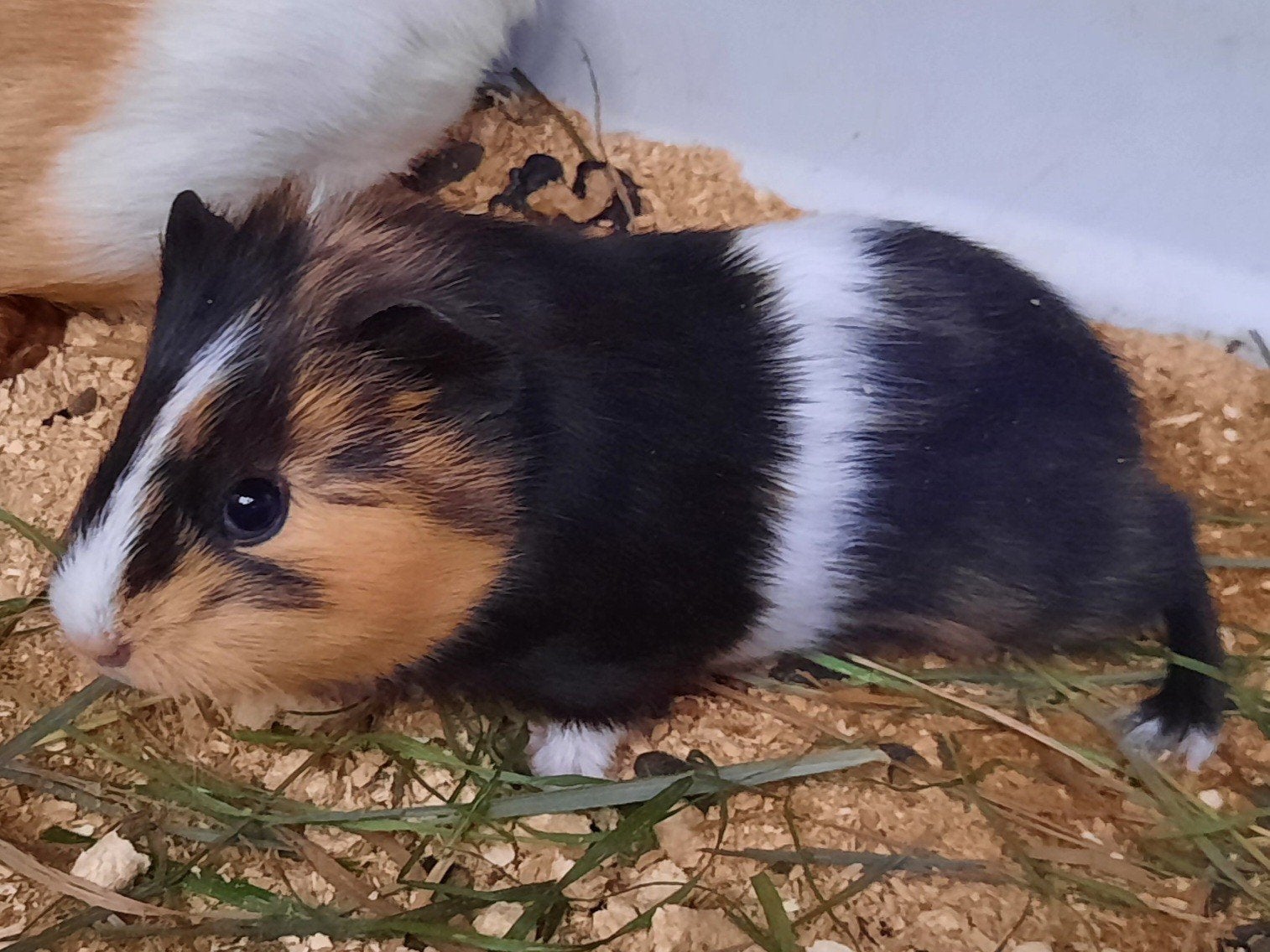 cavia beertje, Juli, Cavia