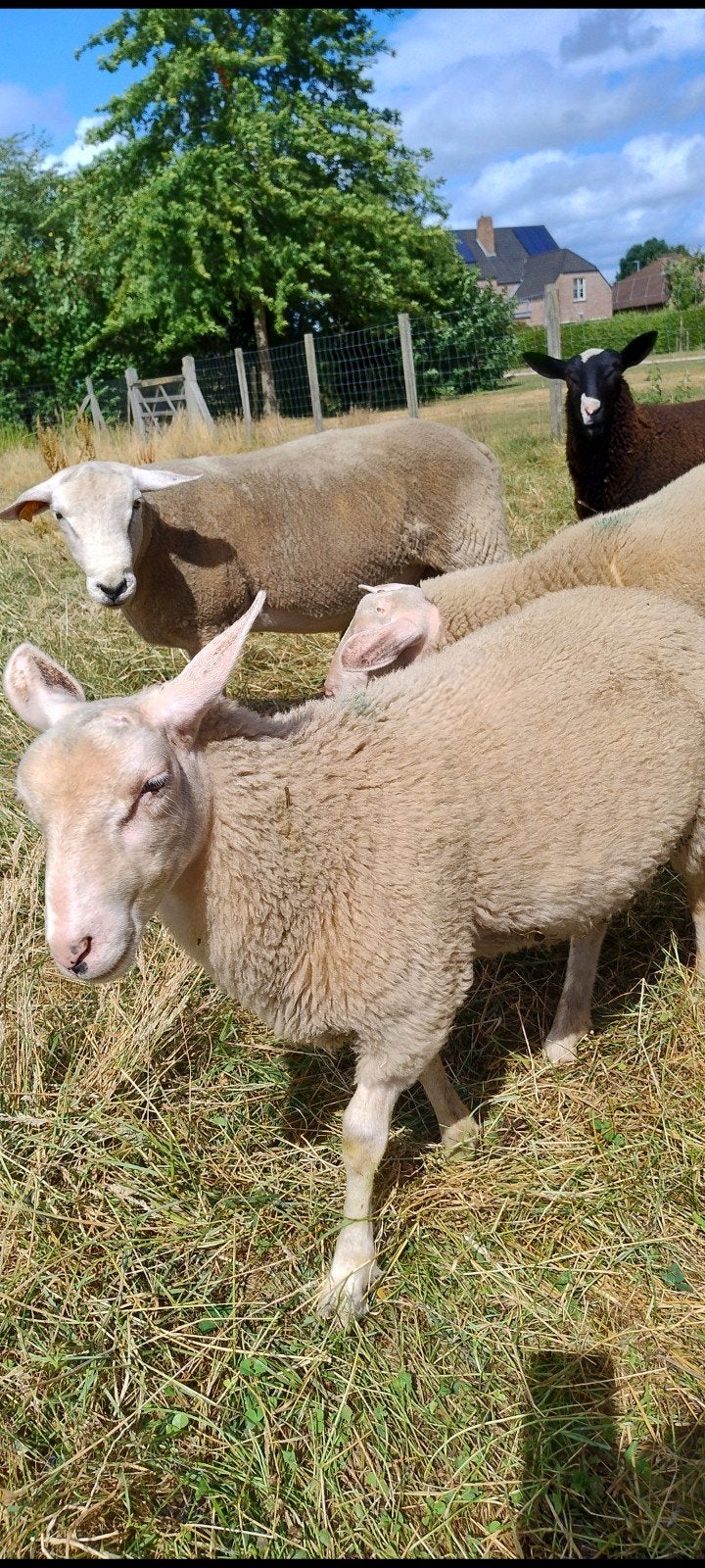 3 ramlammeren te koop, Mannelijk, Schaap, 0 tot 2 jaar