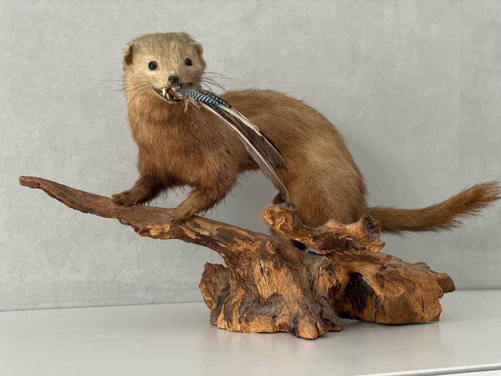 Hele mooie Taxidermie marter, Verzamelen, Dierenverzamelingen, Ophalen