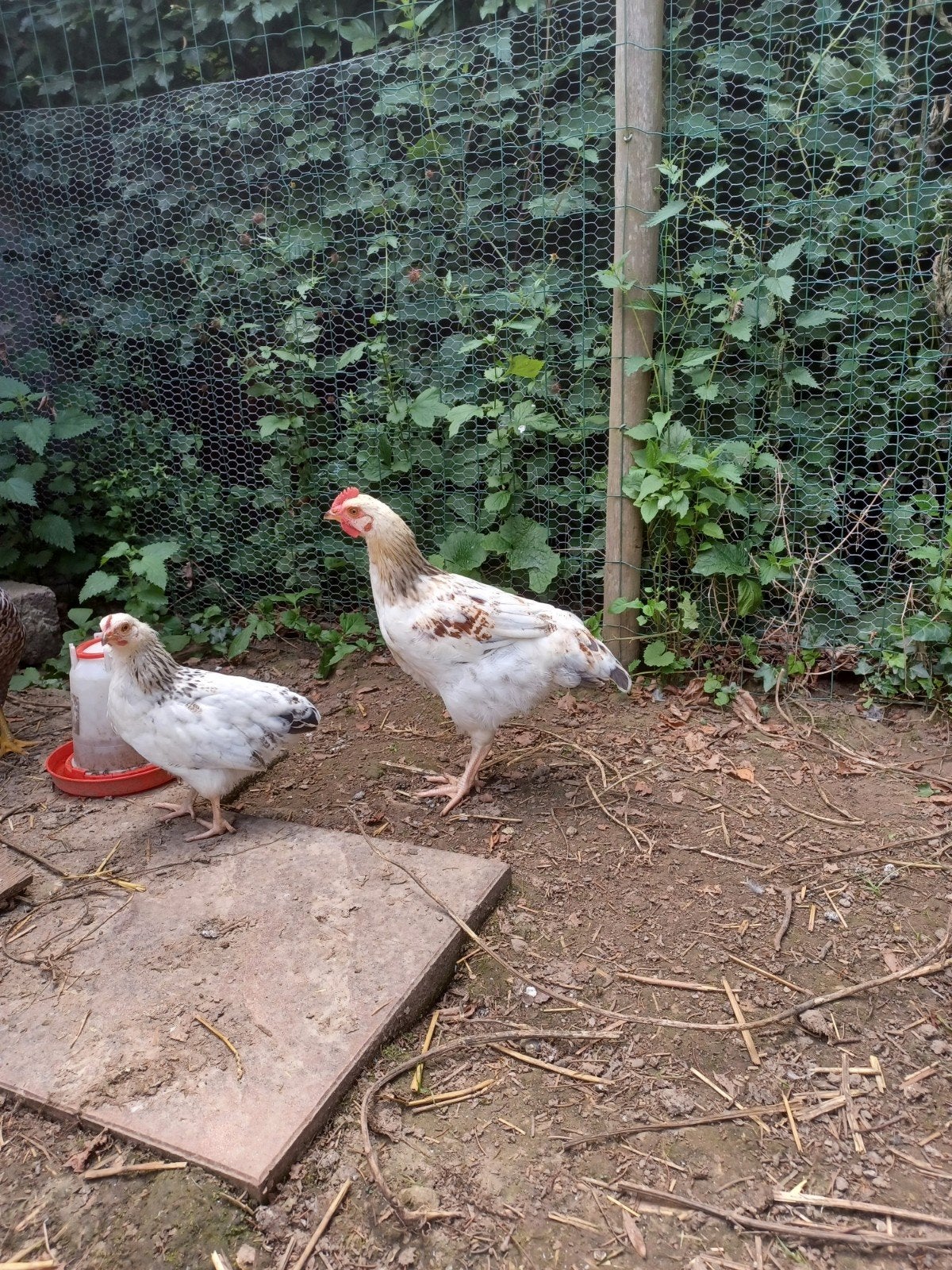 Jonge witte haan, Mâle, Poule ou poulet