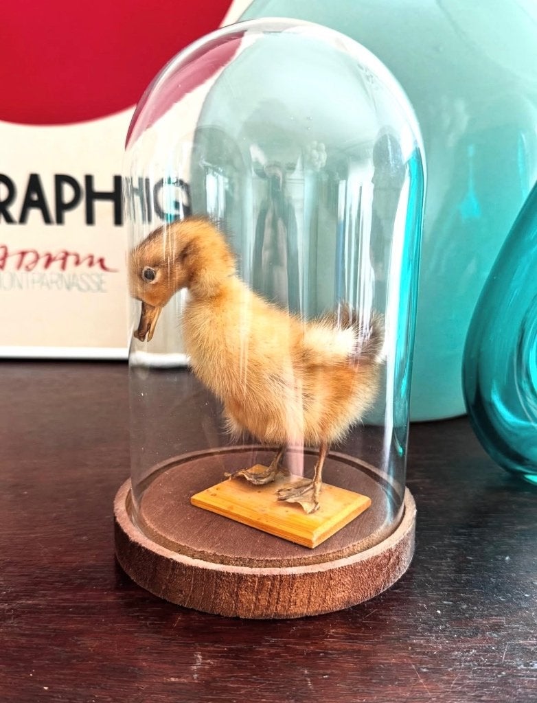 Taxidermie baby eend onder stolp, Ophalen of Verzenden