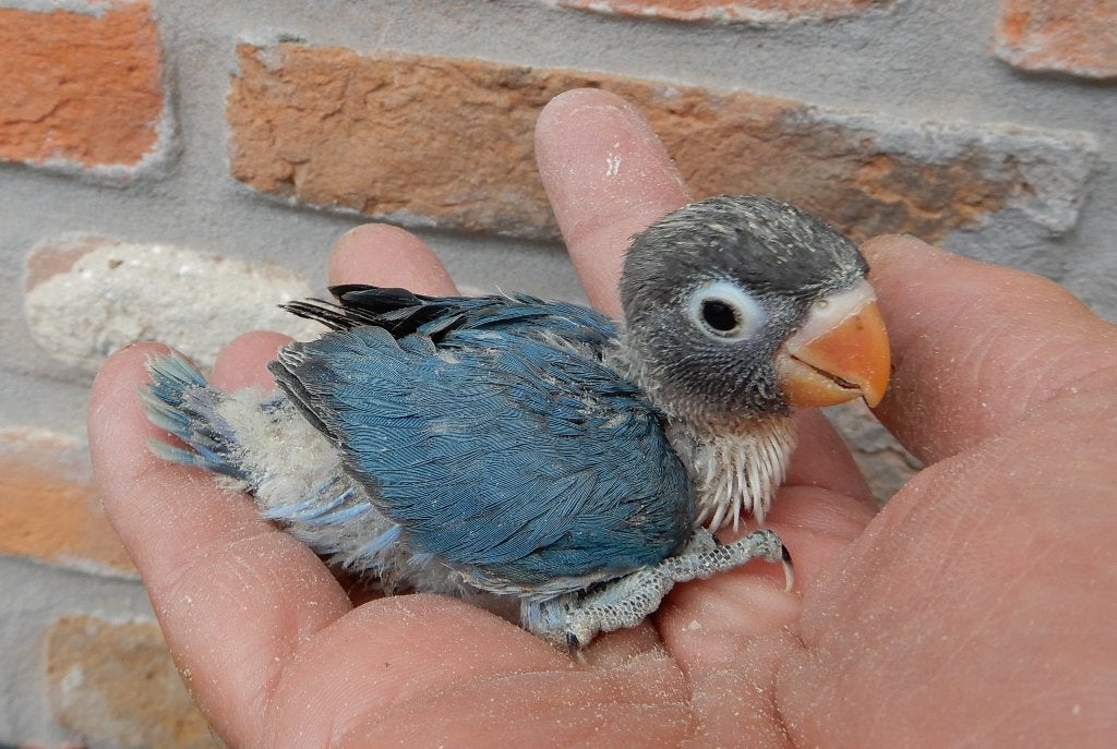 Dwergpapegaaitjes (Agapornis Personata) voor handopfok, Geringd