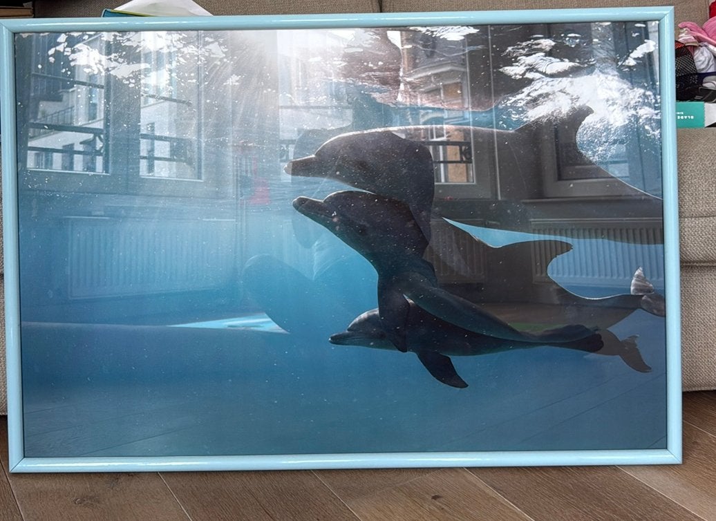 Poster encadré trois dauphins, Neuf, Verre, Enlèvement, 63 cm