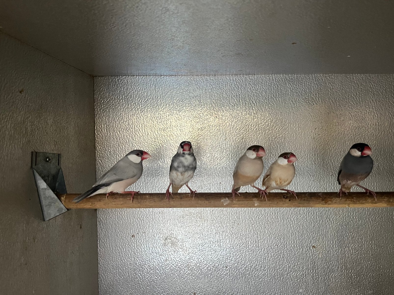 Koppels padda, Dieren en Toebehoren