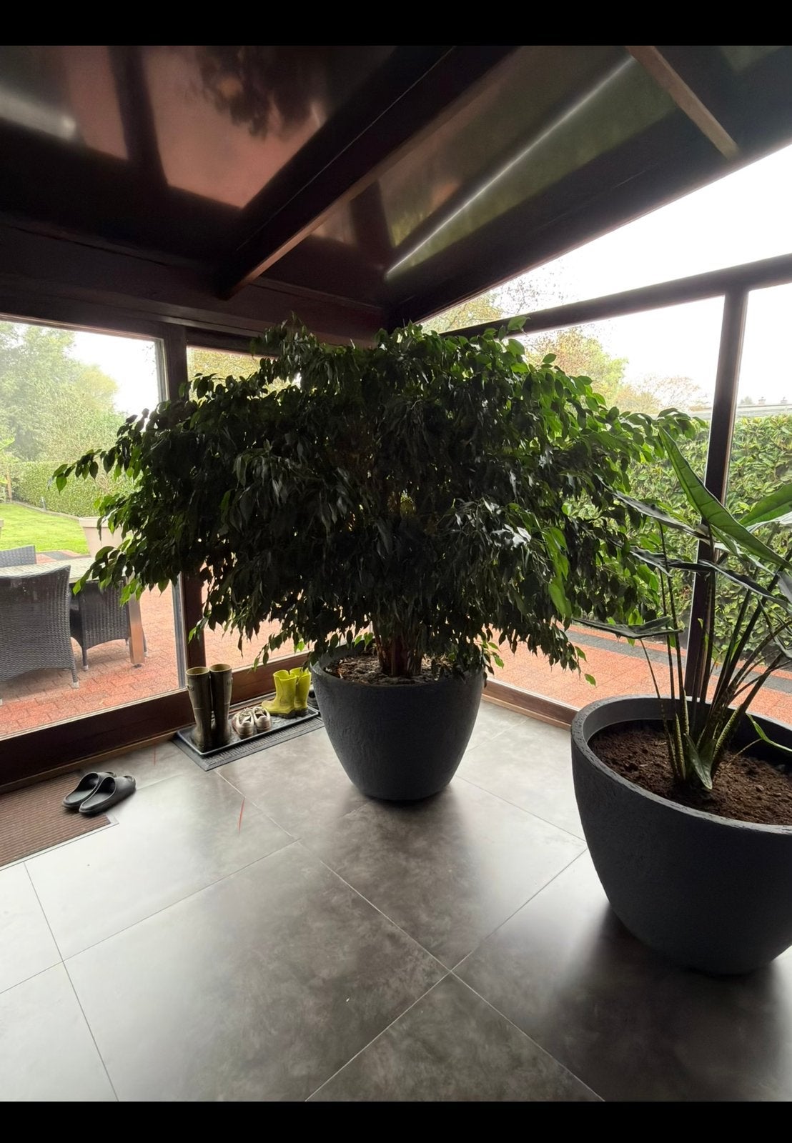 Plant, kamerplant, boom, struik,, Jardin & Terrasse, En pot, Plein soleil, Autres espèces, Enlèvement