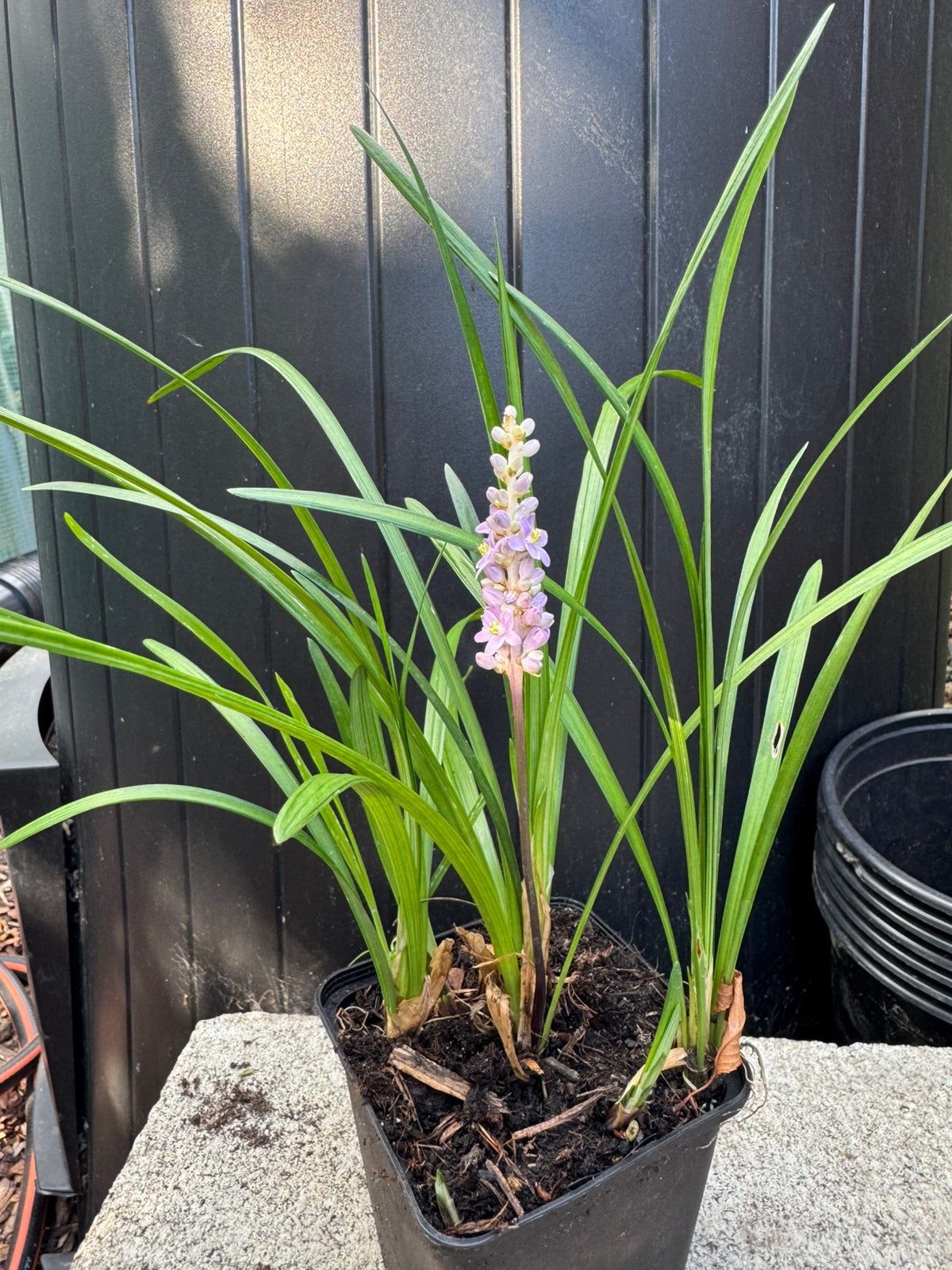 Leliegras - Liriope muscari 'Big Blue', Ophalen, Vaste plant, Siergrassen, Halfschaduw