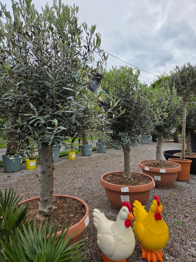 Olijfboom Olea Europaea in schaal, Tuin en Terras, Planten | Bomen, Ophalen, Olijfboom