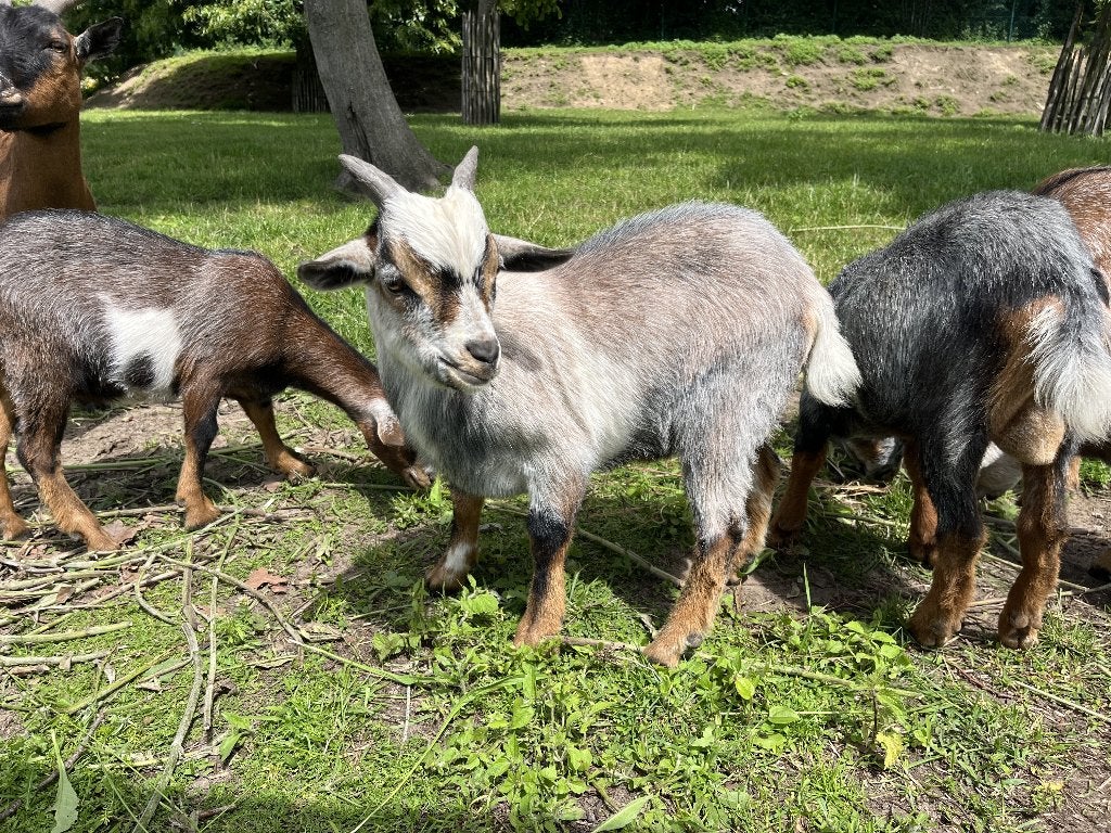 geitenbokjes, Animaux & Accessoires, Moutons, Chèvres & Cochons, Chèvre, Mâle, 0 à 2 ans
