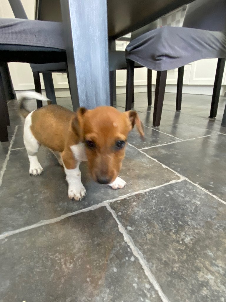 Kortpotige Jack Russel pups geteste ouders, Animaux & Accessoires, Chiens | Jack Russell & Terriers, Chien (mâle), Hépatite contagieuse (maladie de Rubarth)