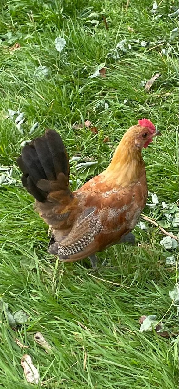 Serama x hollandse kriel haantje, Dieren en Toebehoren, Pluimvee, Mannelijk, Kip